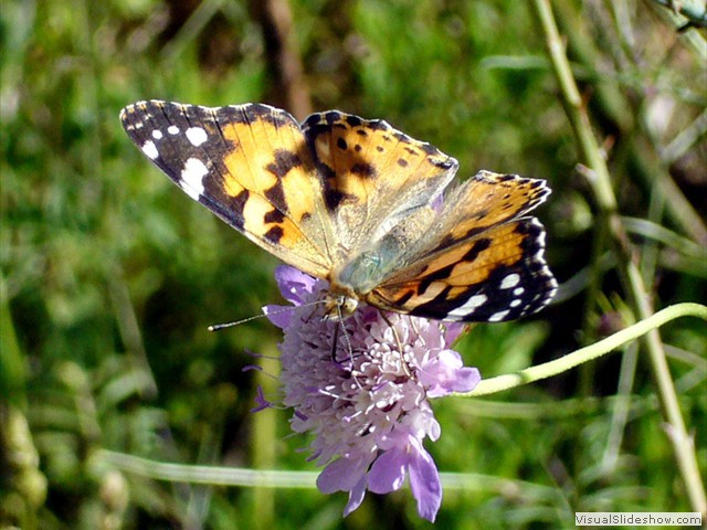 MARIPOSA