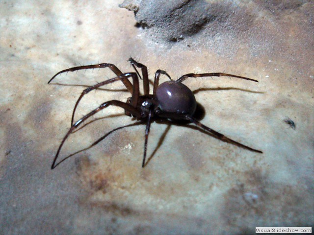 Meta bourneti femella