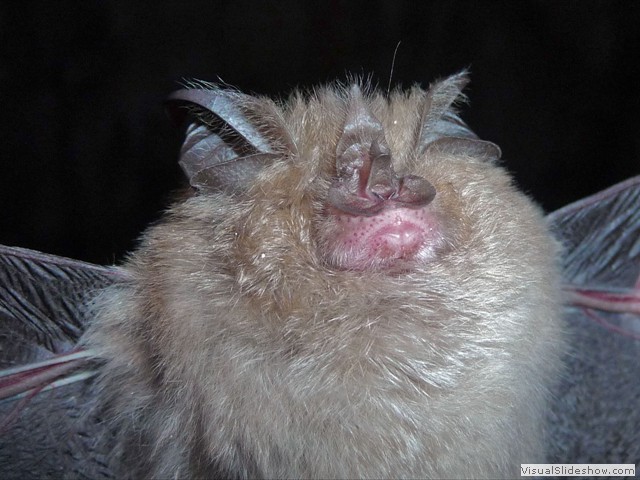 MURCI&Eacute;LAGO DE HERRADURA