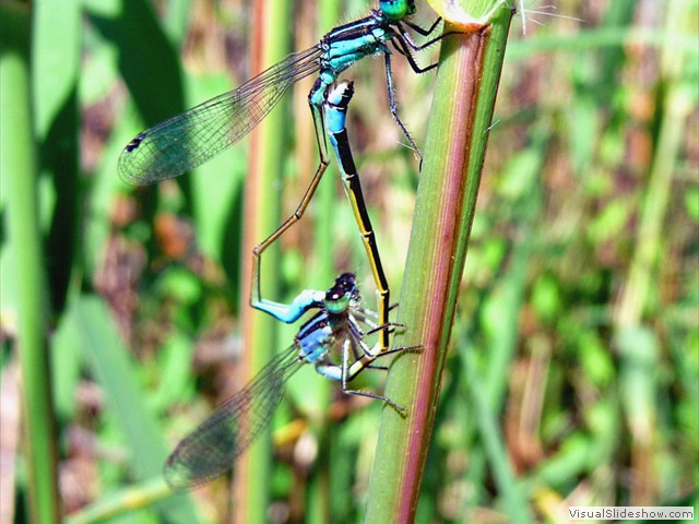 CABALLITO DEL DIABLO
