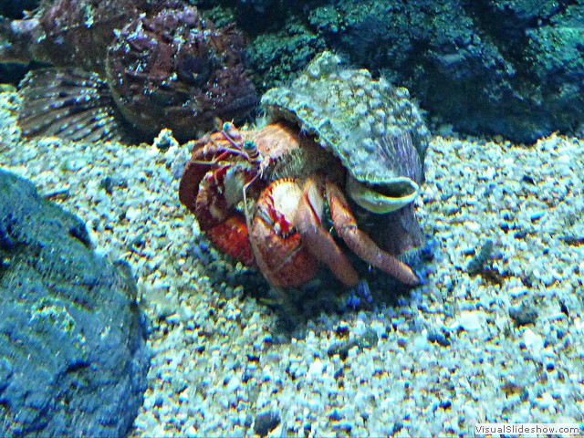 CANGREJO ERMITA&Ntilde;O