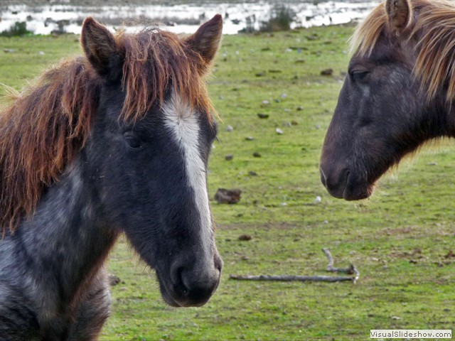CABALLOS DE SA ALBUFERA