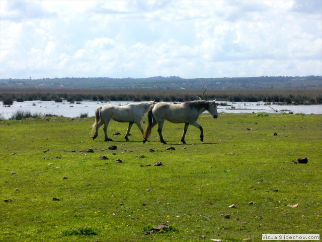 CABALLOS DE SA ALBUFERA