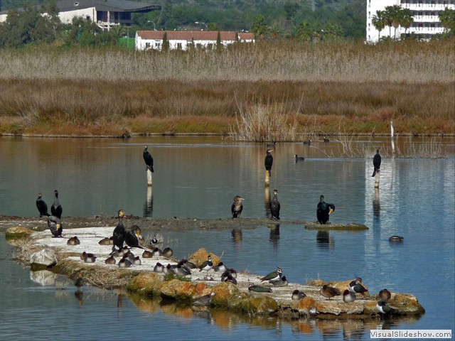 CORMORANES