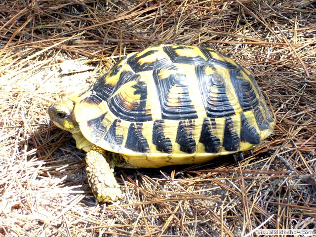 torrente-de-na-borges-2