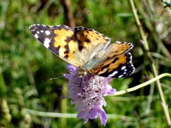 MARIPOSA