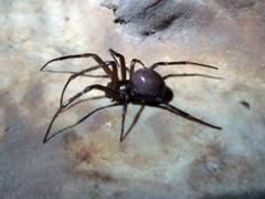 Meta bourneti femella