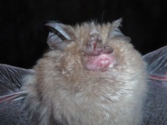 MURCI&Eacute;LAGO DE HERRADURA