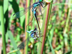 CABALLITO DEL DIABLO