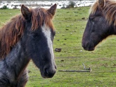 CABALLOS DE SA ALBUFERA