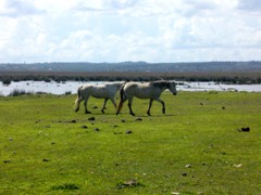 CABALLOS DE SA ALBUFERA