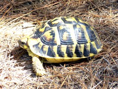 torrente-de-na-borges-2