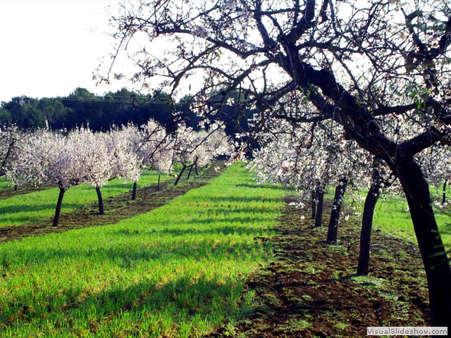 ALMENDROS