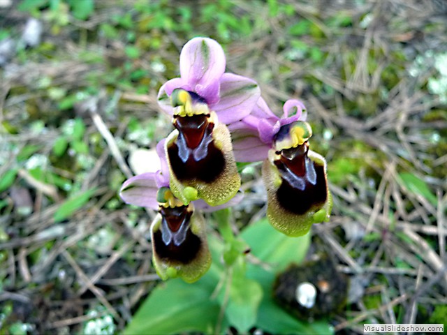 ORQUIDEA