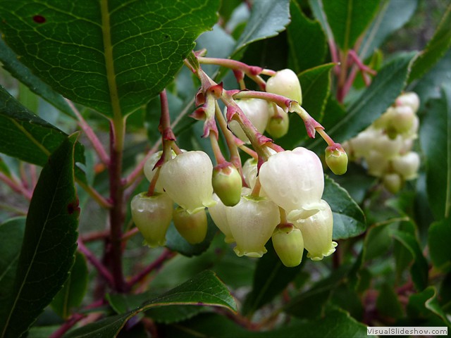 FLOR DEL MADRO&Ntilde;O