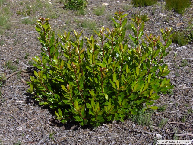 MARO&Ntilde;ERA JOVEN