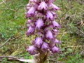 ORQUIDEAS