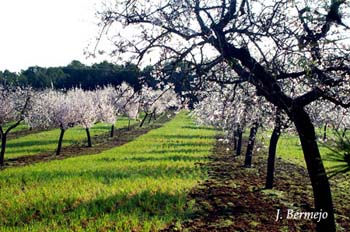 almendros
