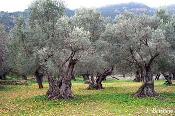 olivar-son-bujosa