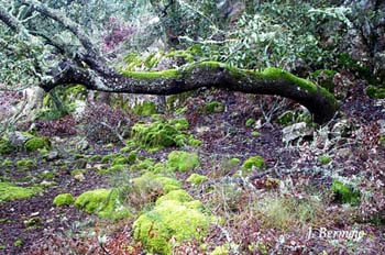 sotobosque