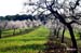 almendros
