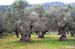 olivar-son-bujosa