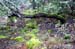 sotobosque